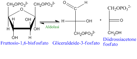 glicolisi-fruttosio-1-6-bisfosfato-gliceraldeide-diidrossicetone -fosfato.png